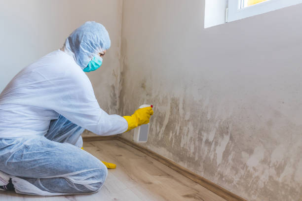 Licensed Black Mold Removal service in Pineville, PA - WQB Mold Removal