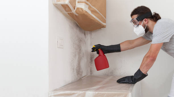 Professional Black Mold Removal technician working in Pineville, PA