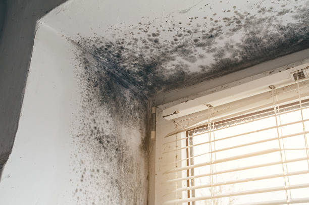 Affordable Black Mold Removal solutions in Pineville, PA
