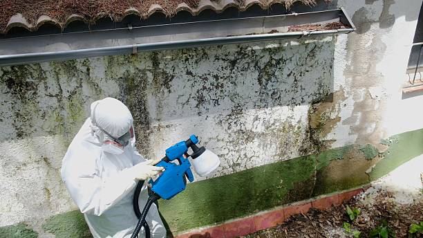 Top rated local Black Mold Removal specialists in Pineville, PA